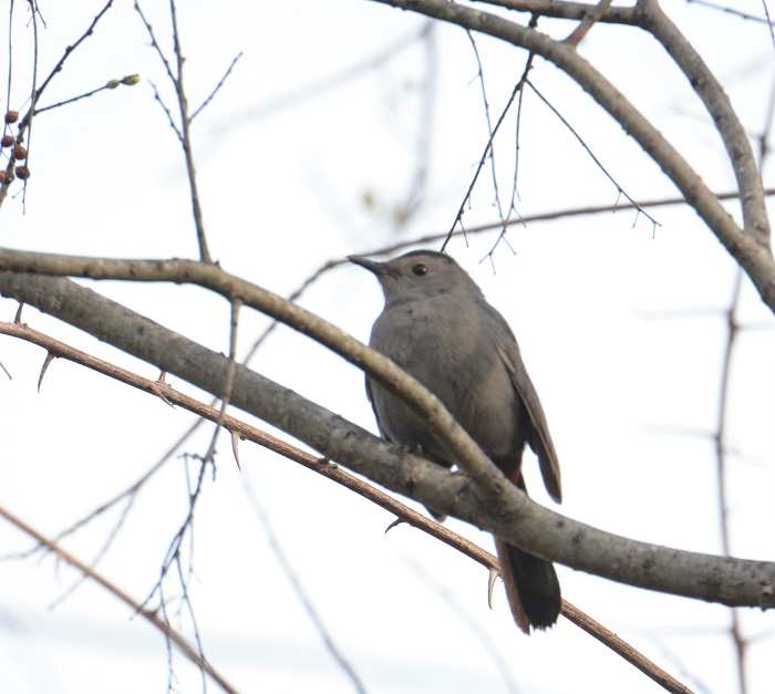 Gray Catbird Call - Birdtripper