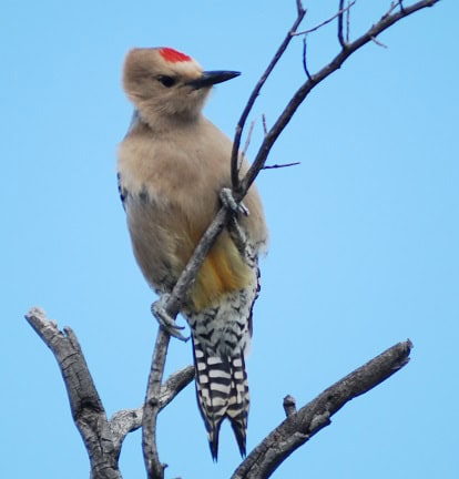 Gila Woodpecker
