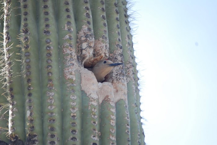 Gila Woodpecker