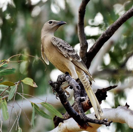 Great Bowerbird