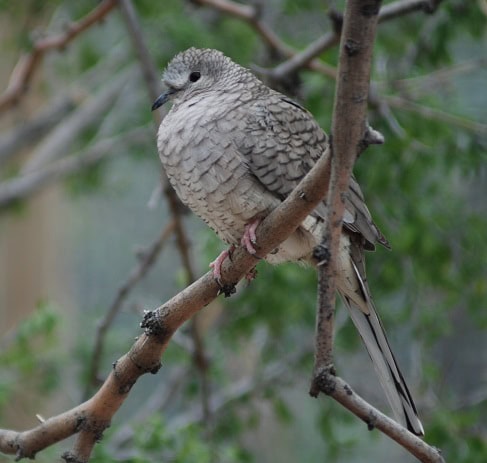 Inca Dove