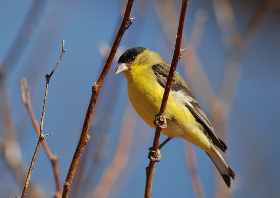 L Goldfinch