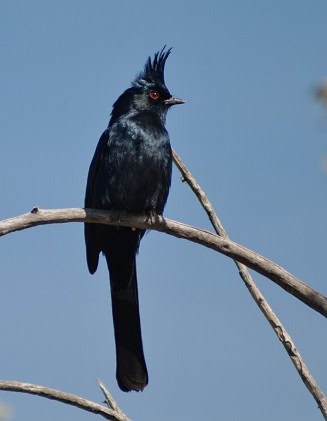 Phainopepla