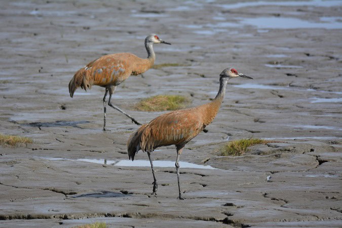 Sandhill Crane