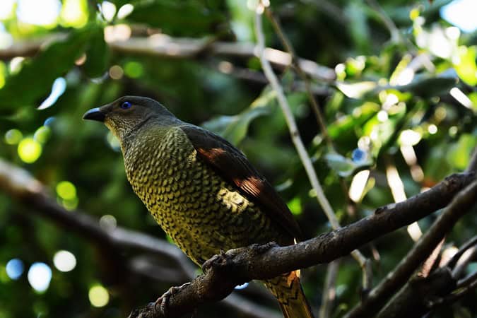 Satin Bowerbird