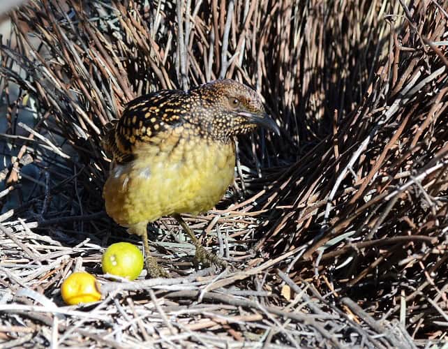 Western Bowerbird