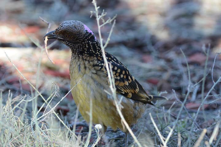 Western Bowerbird