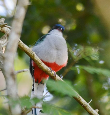 Cuban Trogon