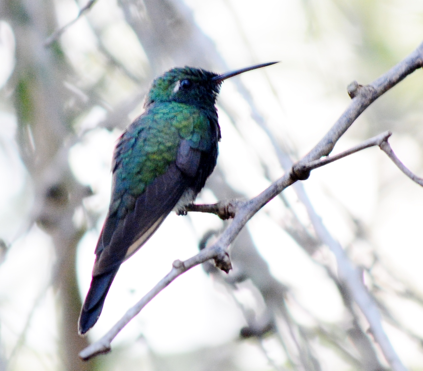 Birding Zapata Cuba - Birdtripper