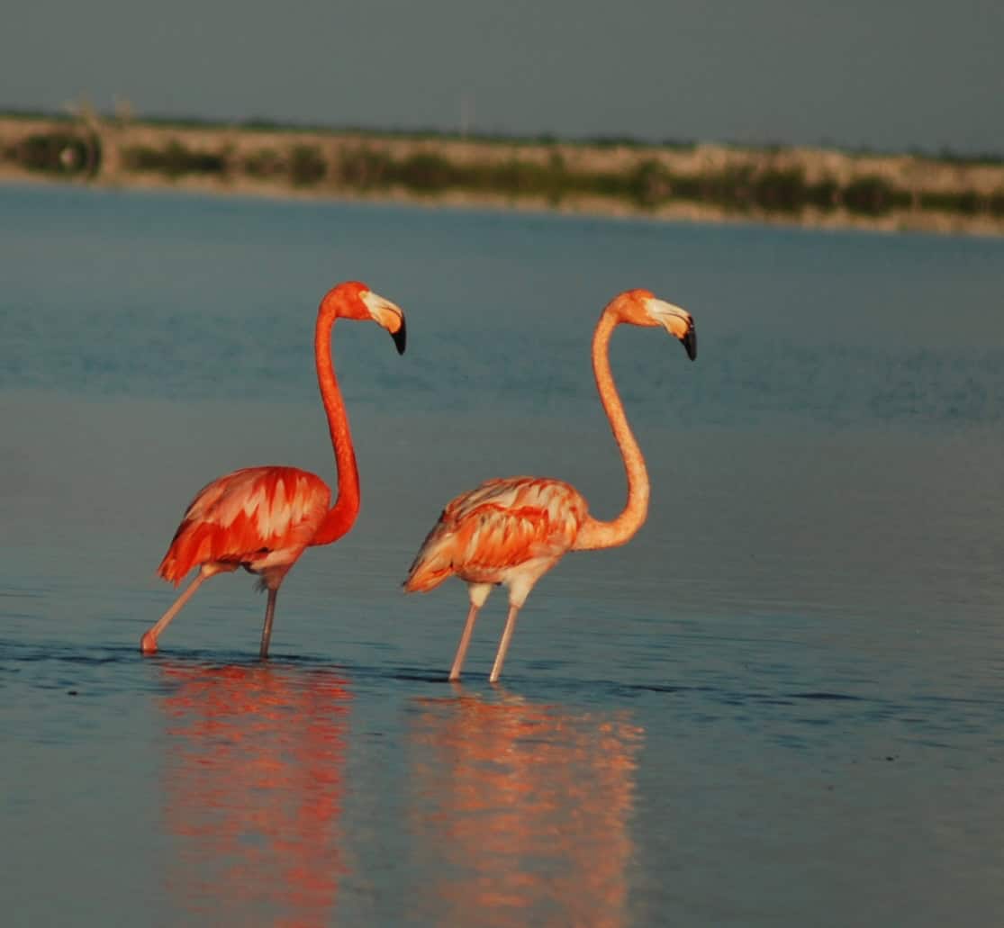 Birding Zapata Cuba