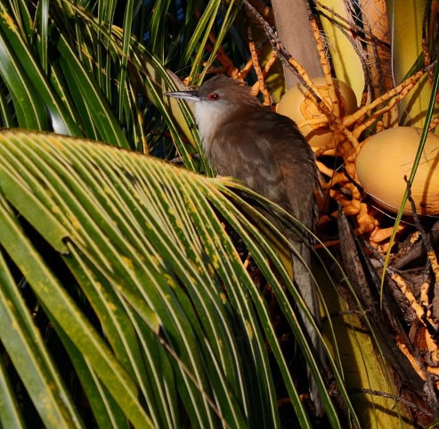 Great Lizard Cuckoo
