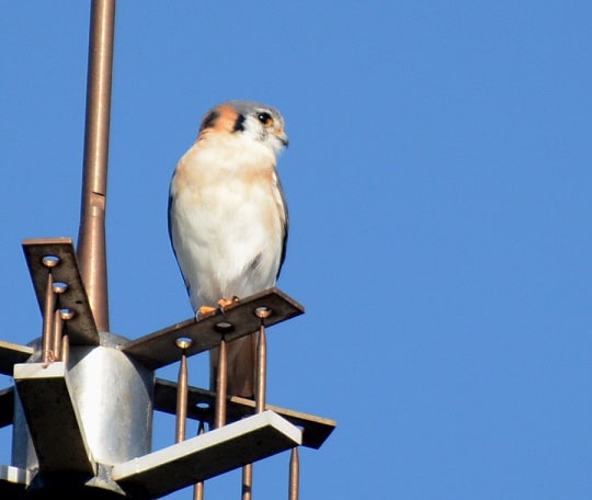 White Kestel
