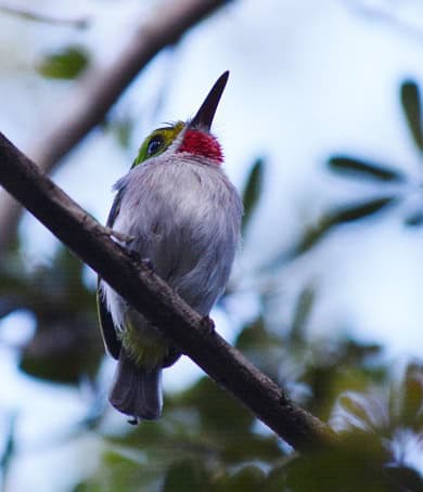 Cuban Tody