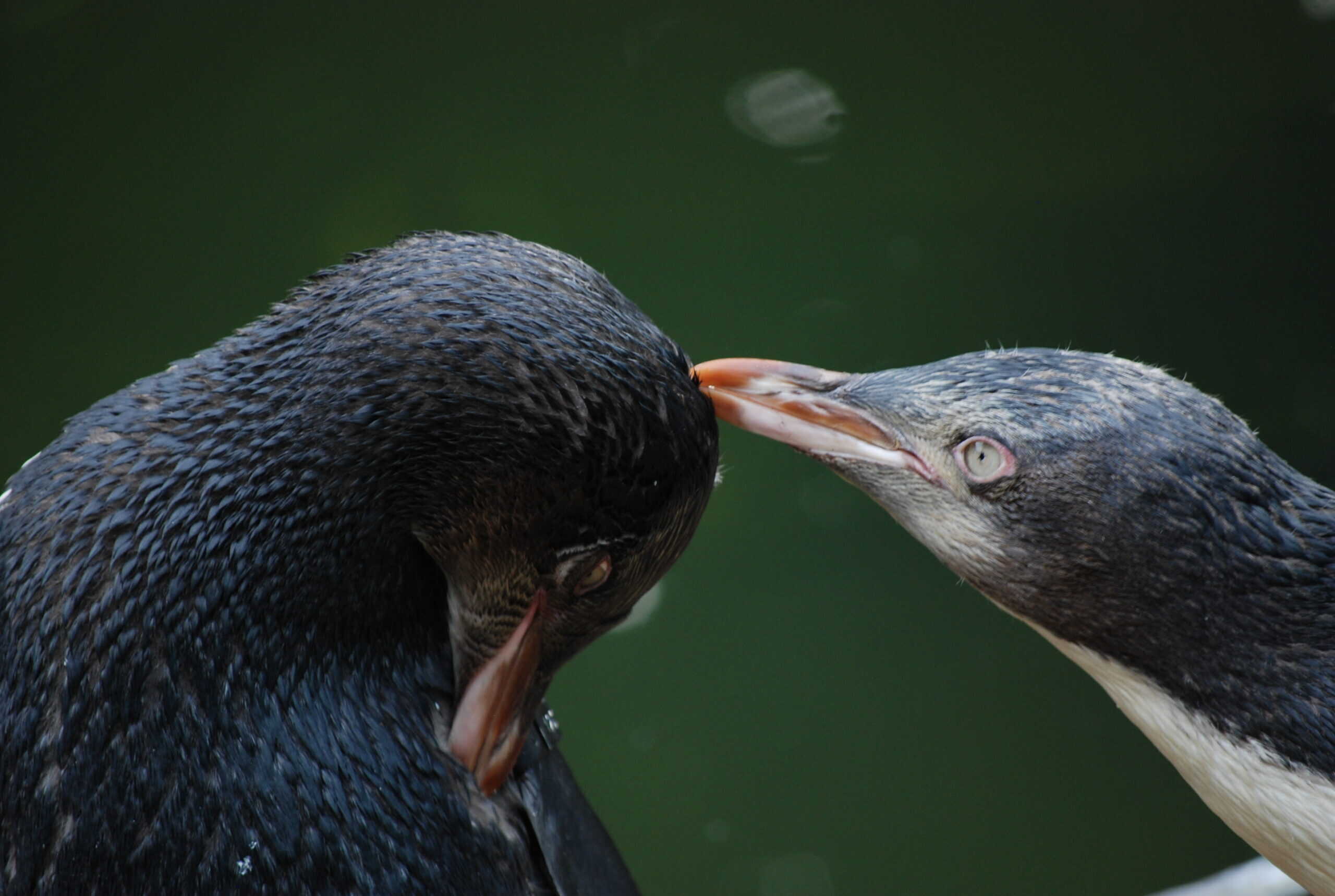 New Zealand Penguins