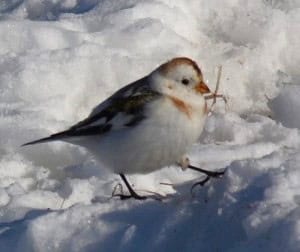 snow bunting
