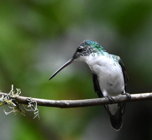 Andean Emerald