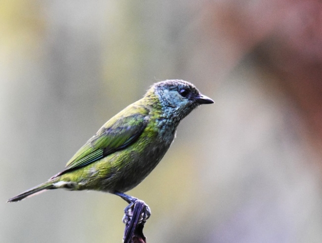 Black-capped Tanager