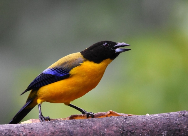 Black-capped Mountain Tanager