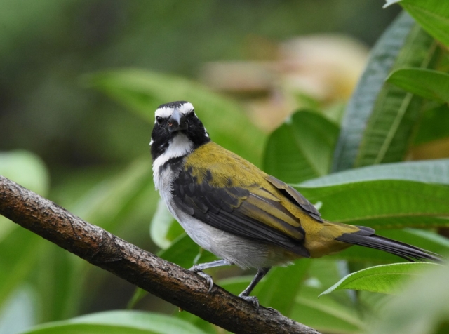 Black-winged Saltator