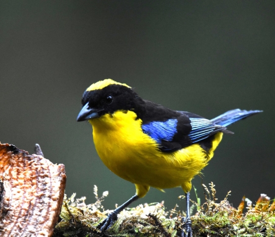 Blue-winged Mountain Tanager