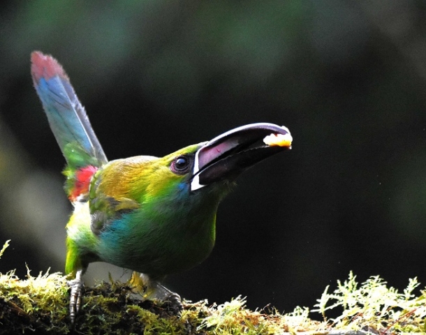 Crimson-rumped Toucanet