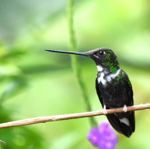 Collared Inca