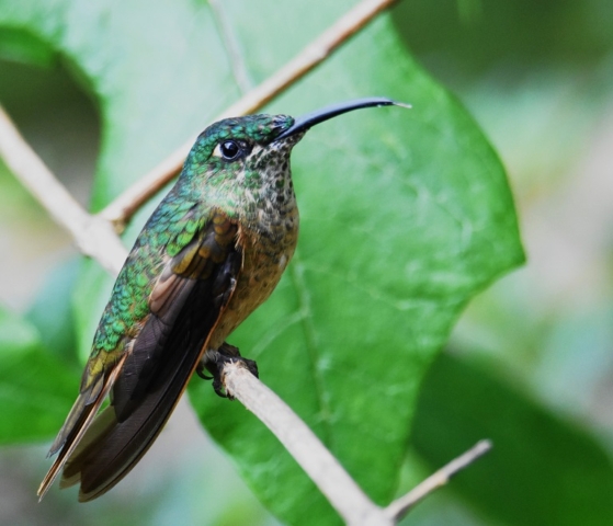 Fawn-breasted Brillant