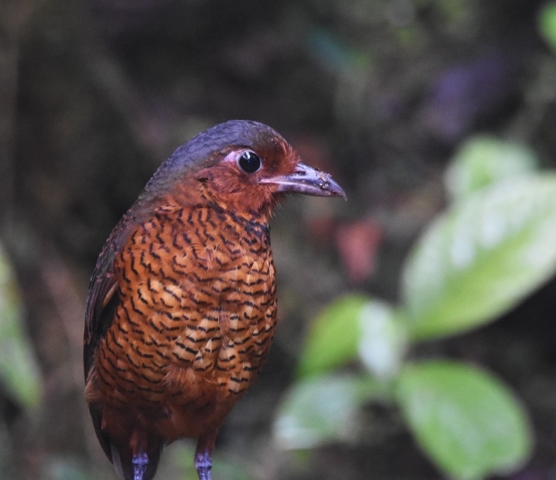 Giant Antpitta