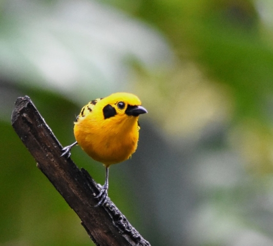 Golden Tanager