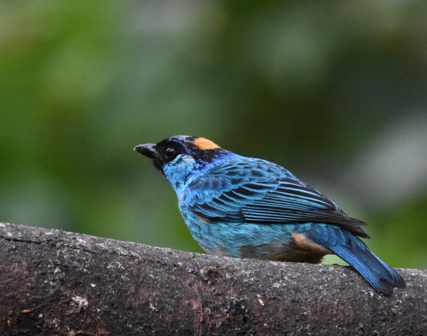 Golden-naped Tanager