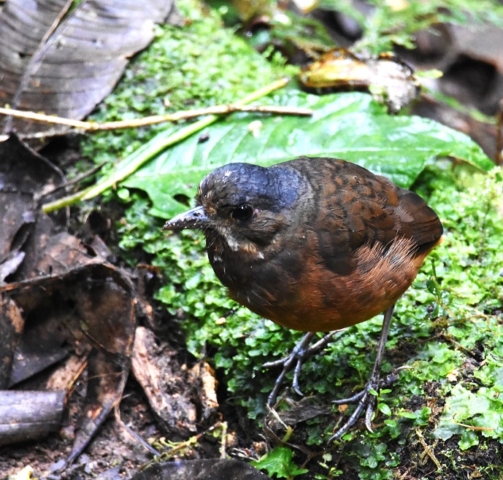 Moustached Antpitta
