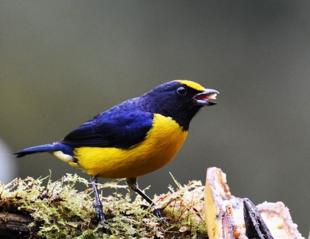 Orange-bellied Euphonia