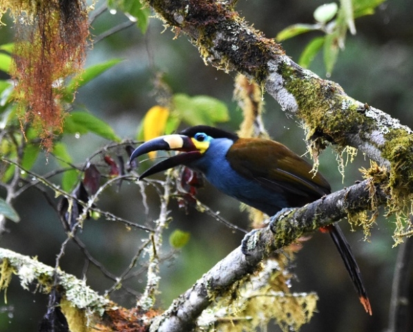 Plate-billed Mountain Toucan