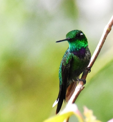 Purple-bibbed Whitetip