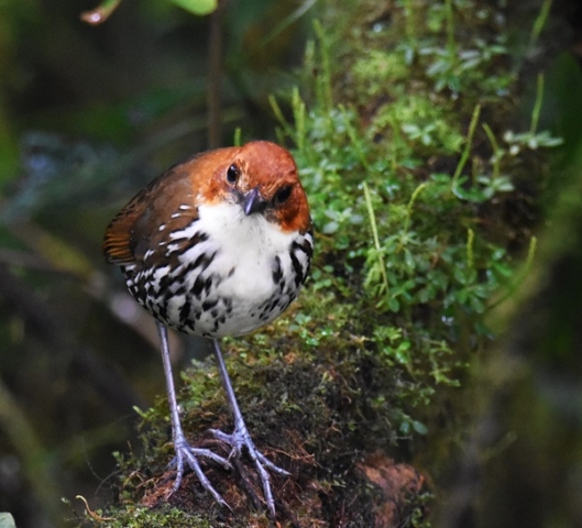 Rufous-capped Antpitta