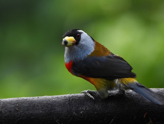 Toucan Barbet