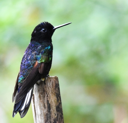 Velvet-purple Coronet