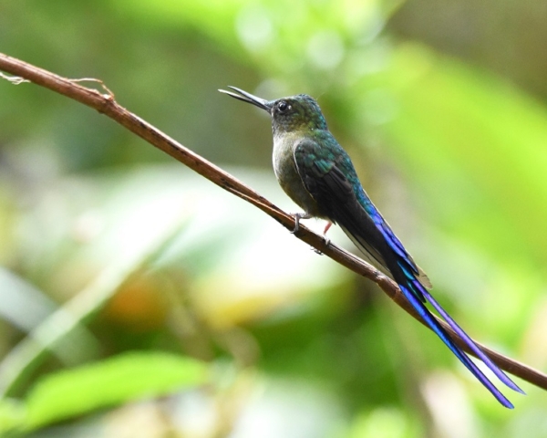 Violet-tailed Sylph