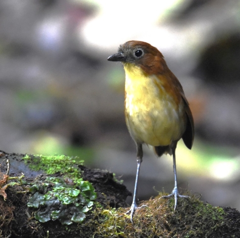Yellow-breasted Antpitta