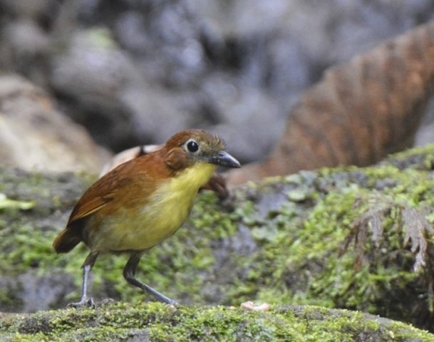 Yellow-breasted Antpitta