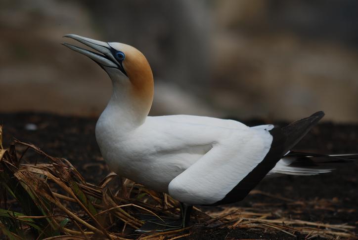 Gannet