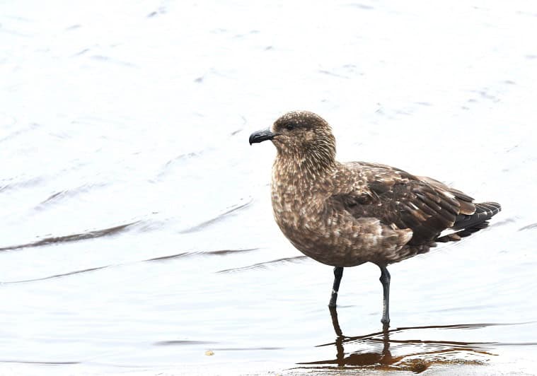 The Skua – Aggressive Seabird