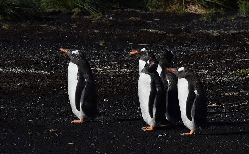 Gentoo Penguin