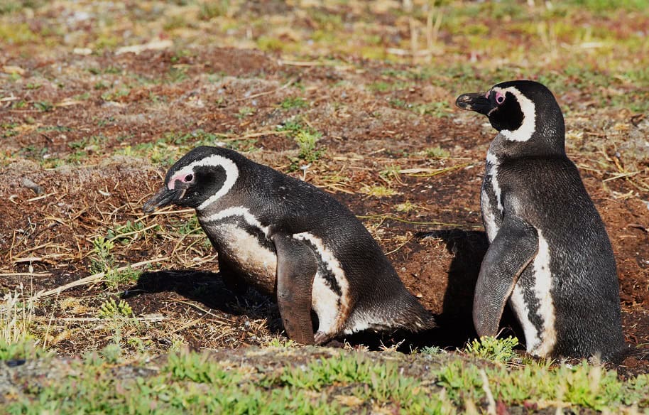 Magellanic Penguin