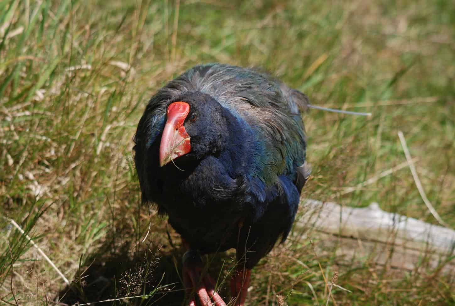 Countries with the Most Endemic Birds
