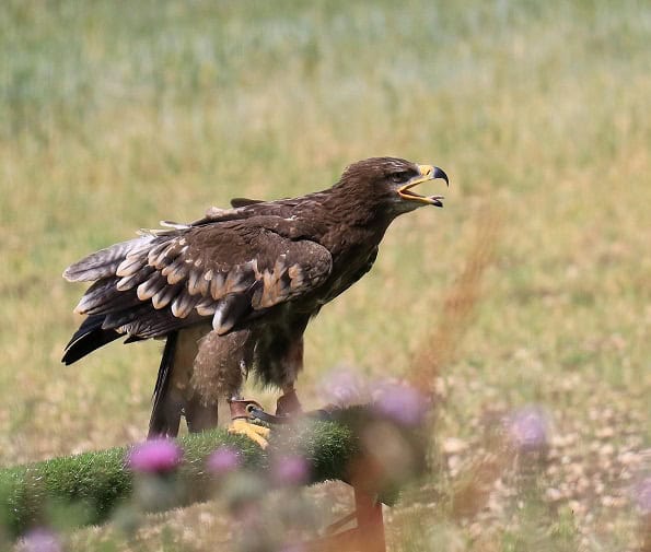 Steppe Eagle