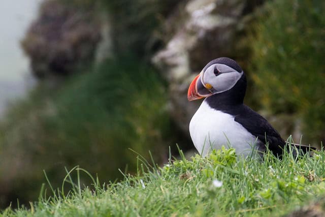 Atlantic Puffin