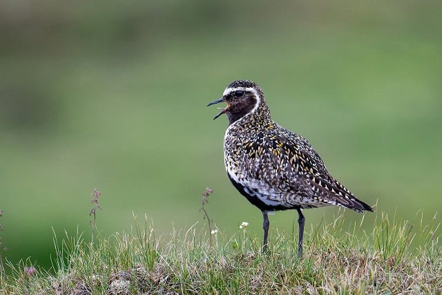 European Golden Plover