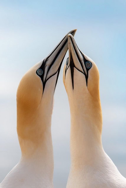 Northern Gannet