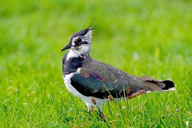 Northern Lapwing